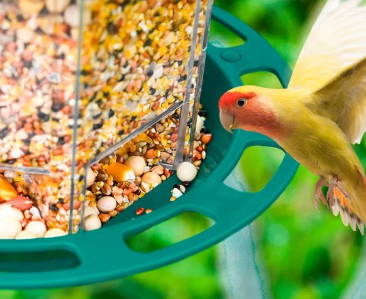 Automatic Bird Feeder - Trendy Home Mart