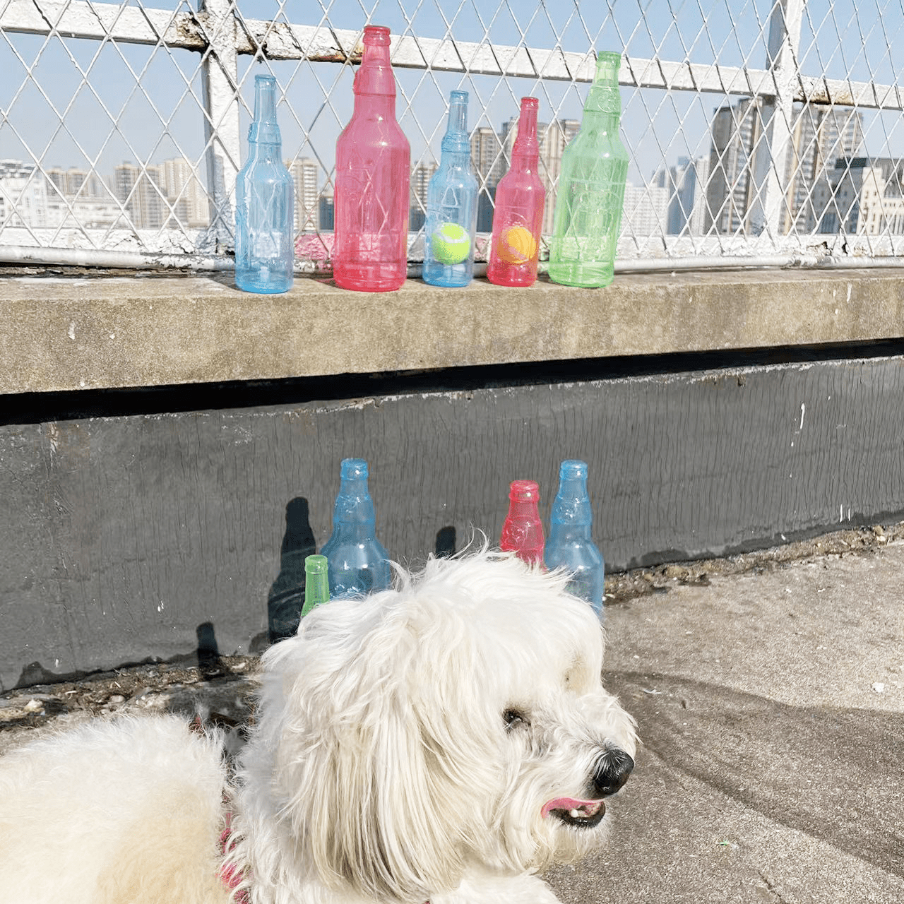 Pet TPR Tennis Bottle Toy - Trendy Home Mart